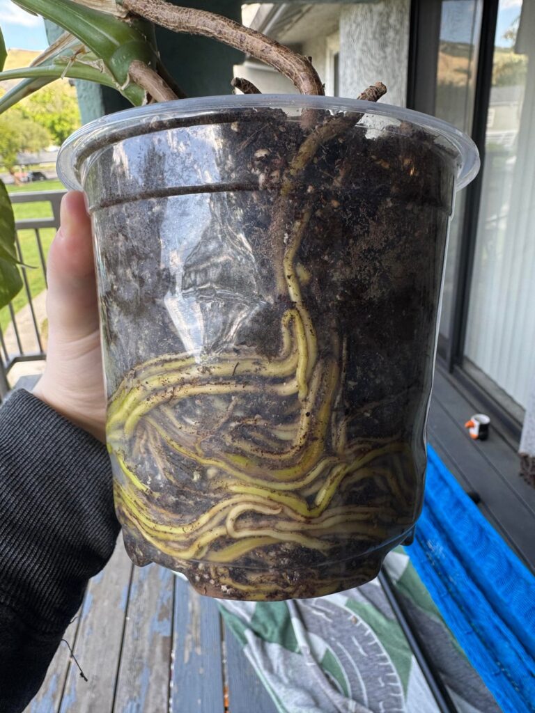 Should I pot up?