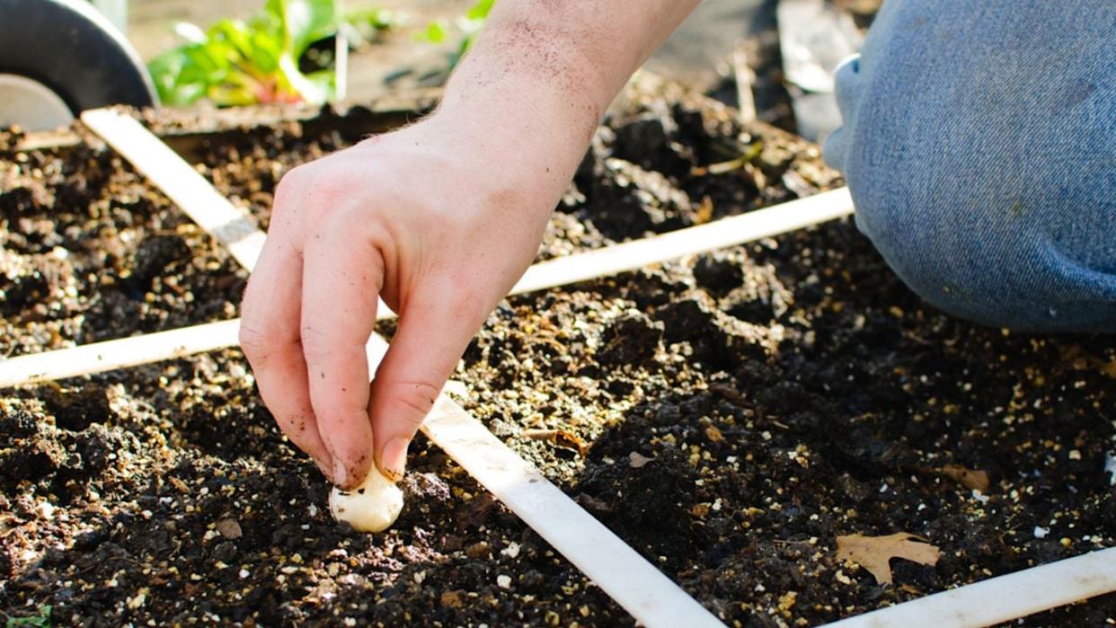 Square foot gardens are are great way for people to grow their own organic vegetables in a very compact space.