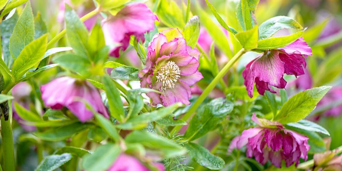 I Have A Dark, North-Facing Garden — These Are The 7 Easy, Colourful Plants I'm Choosing