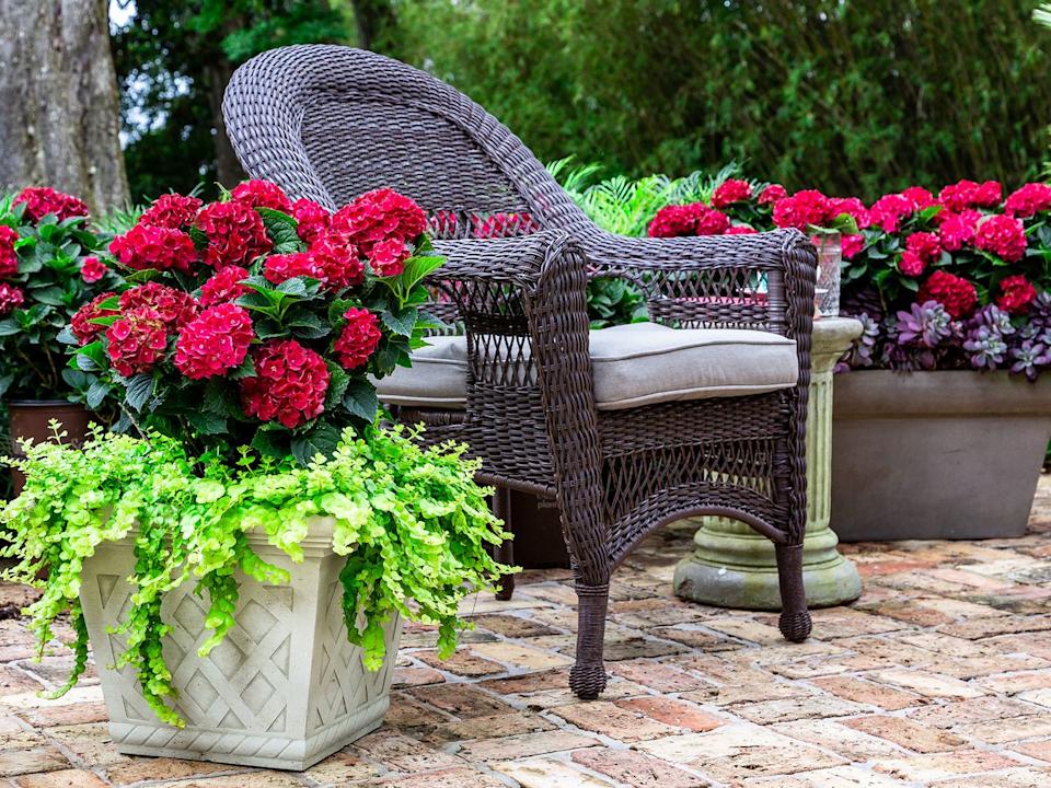 Credit: Southern Living® Plant Collection