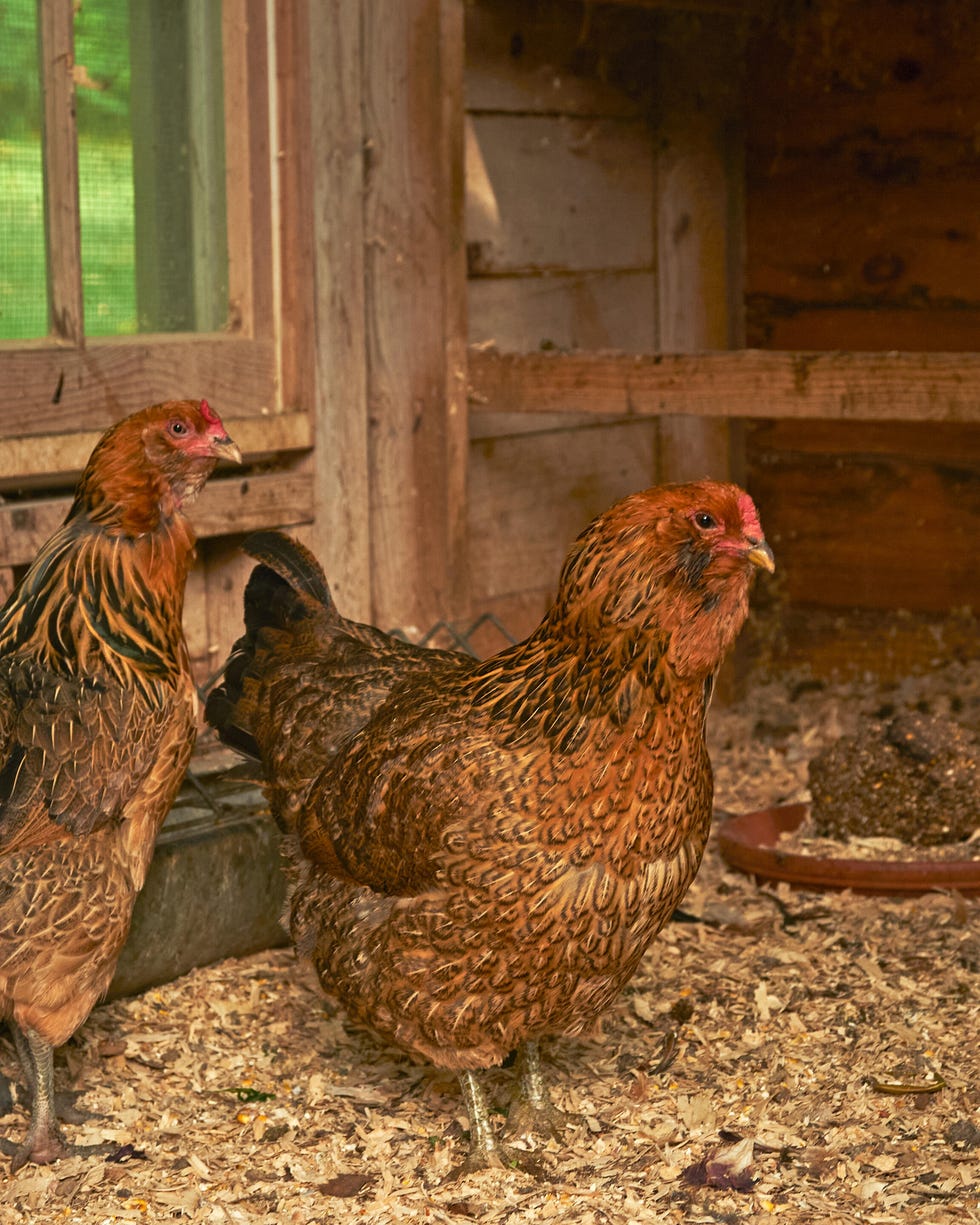 Two brown chickens in a farm setting. Two brown chickens in a farm setting.