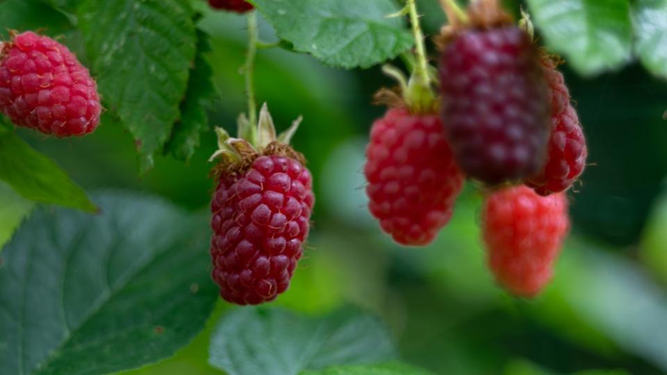 Close-up of ripe organic raspberry on a branch in the fruit garden, organic raspberry hanging on a branch in the fruit garden, natural background with frambozen