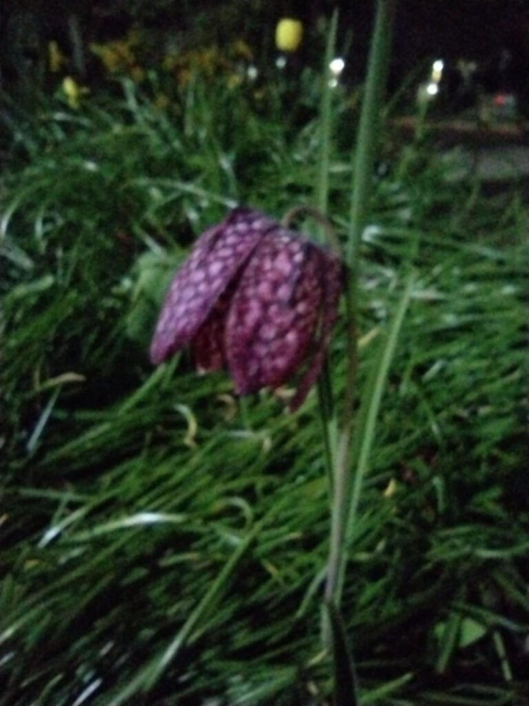 Super cute flower I saw on my evening walk.