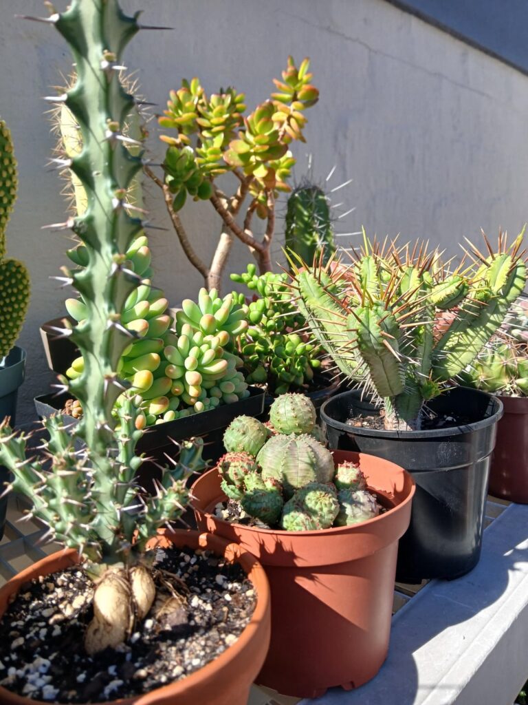 Some of my native euphorbias
