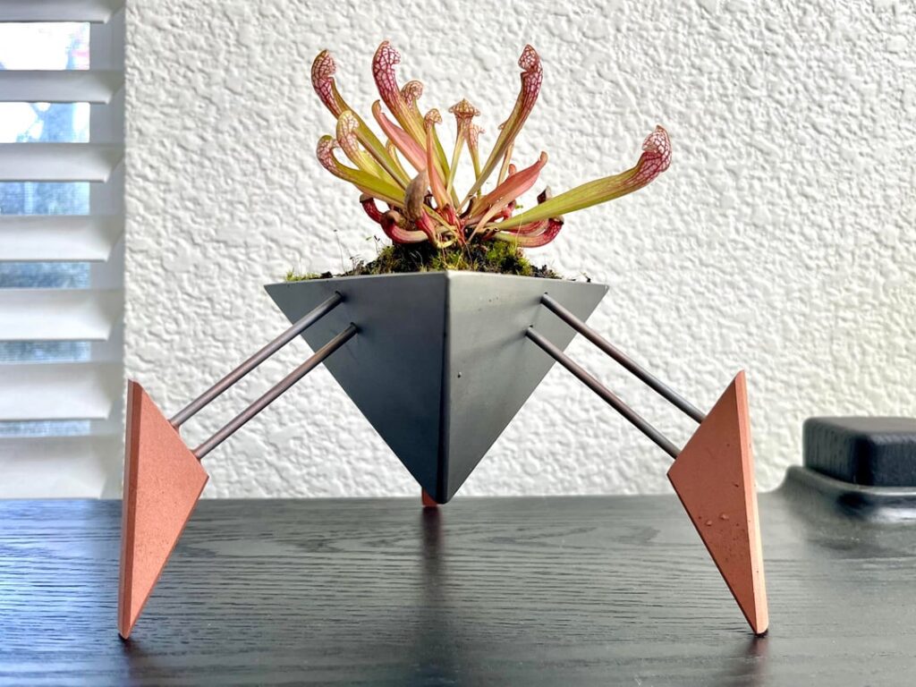 Carnivorous plant in a planter I made
