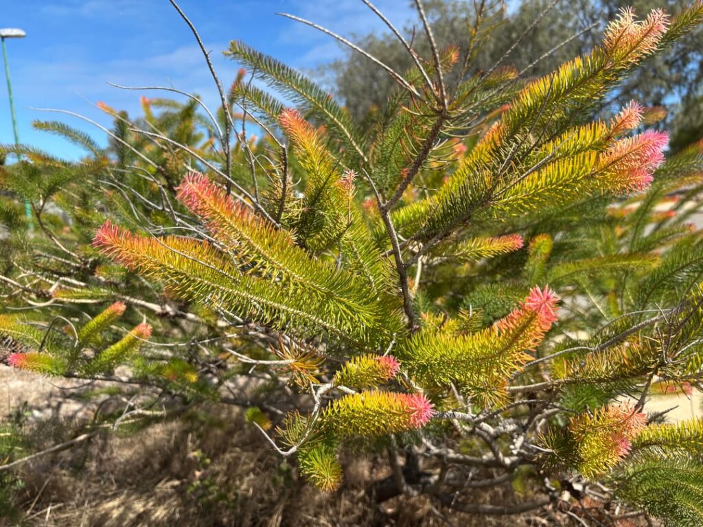Can someone help me ID this plant? Can someone help me ID this plant?
