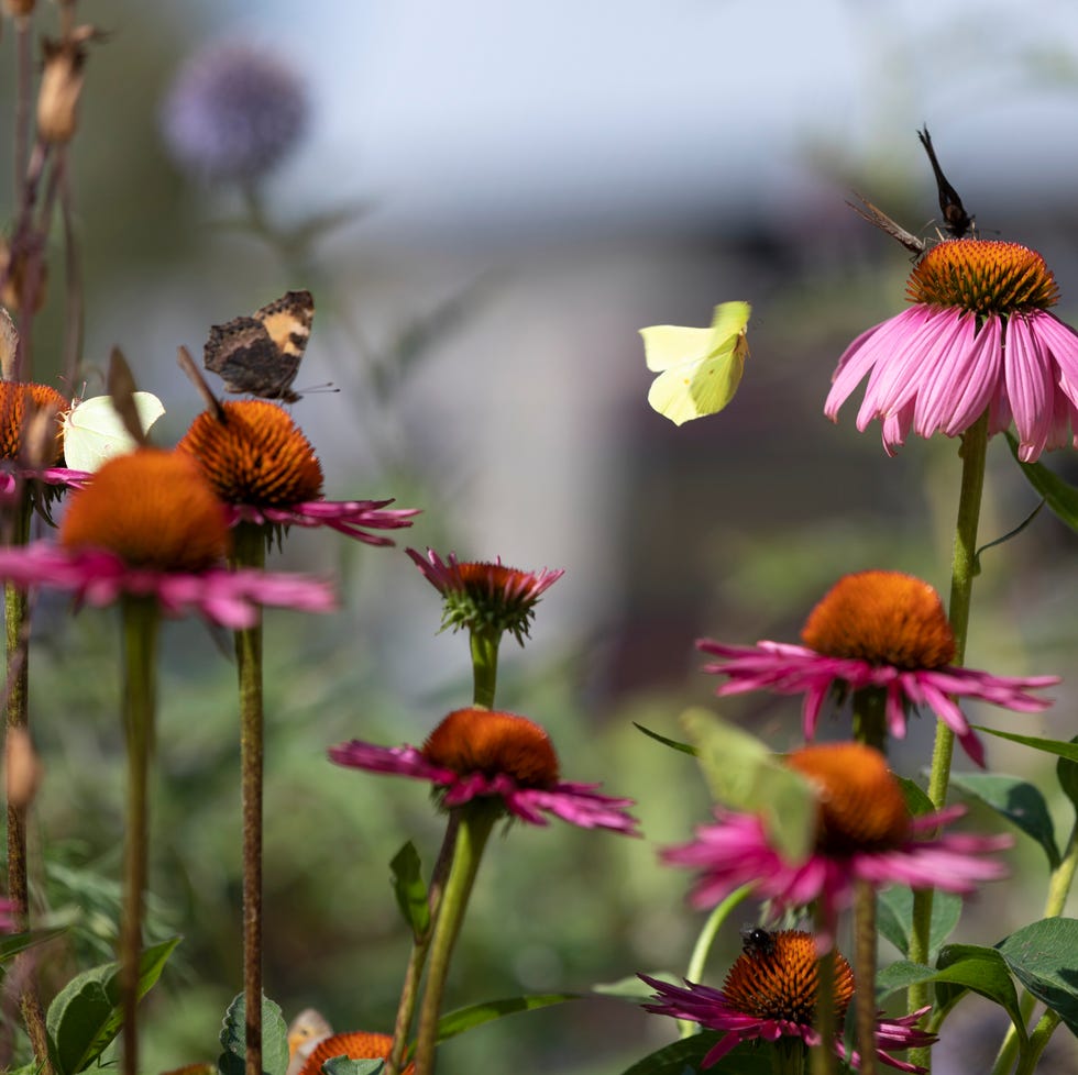 Butterflies and coneflowers in a garden butterflies and coneflowers in a garden