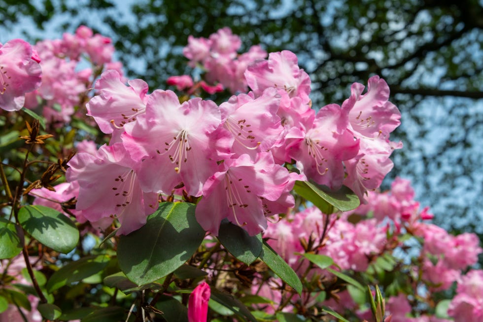 a burst of pink rhododendrons