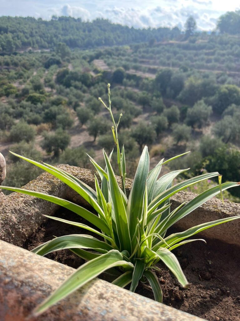 Can I recover this plant ? Can I recover this plant ?