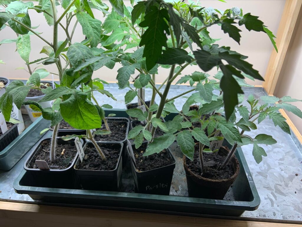 Will it ever warm up so I can plant these guys?
