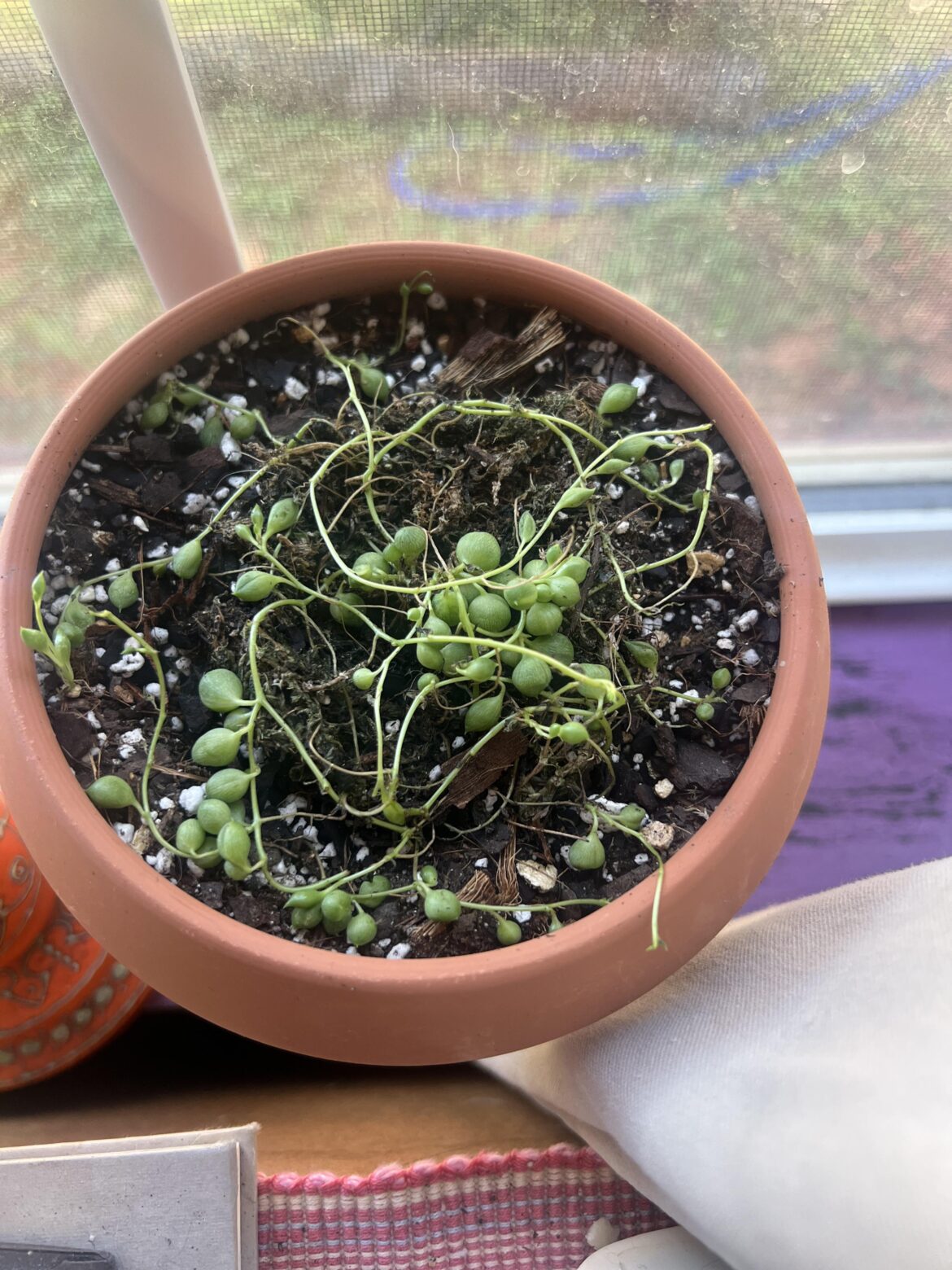 Made the mistake of bringing my pearls back inside and they got sunburned. I salvaged a few clippings and put them in sphagnum moss in my glass cabinet and they were doing great until i repotted them. Continued below. ⬇️