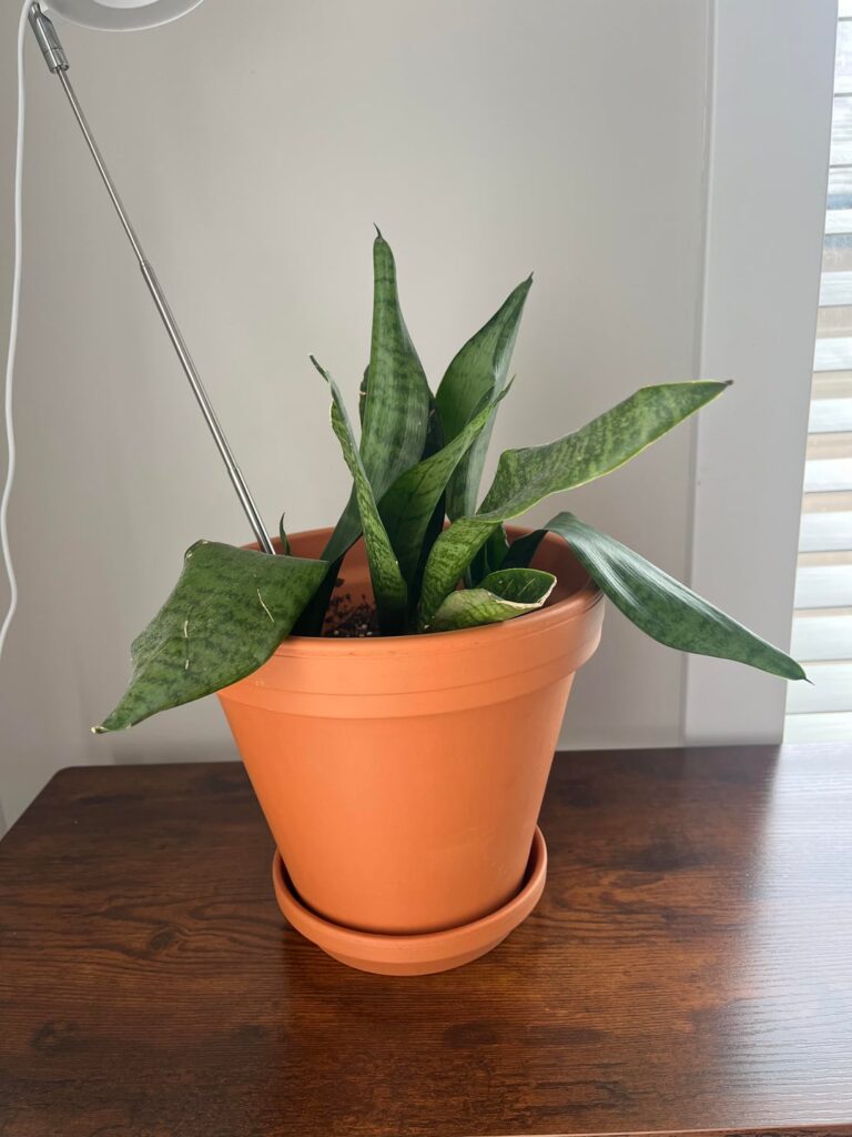 What’s wrong with my snake plant? What’s wrong with my snake plant?