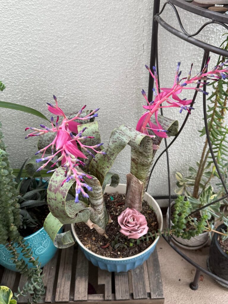 Can someone help me identify this plant