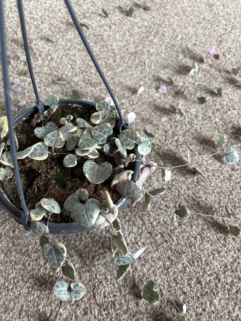 String of hearts