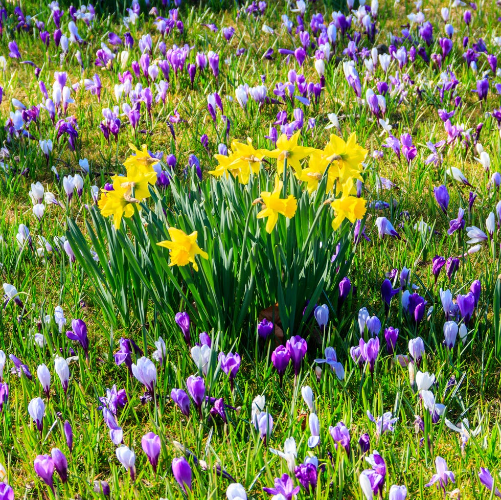 purple crocus flowers and yellow daffodils on the lawn at spring
