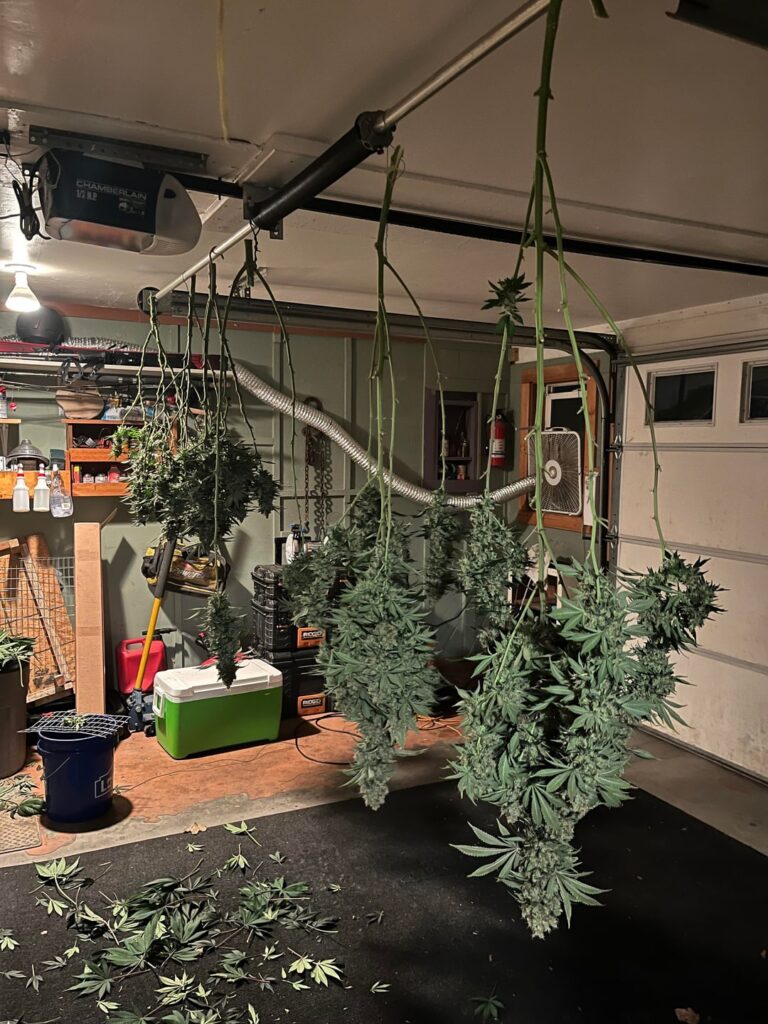 Harvest in progress.