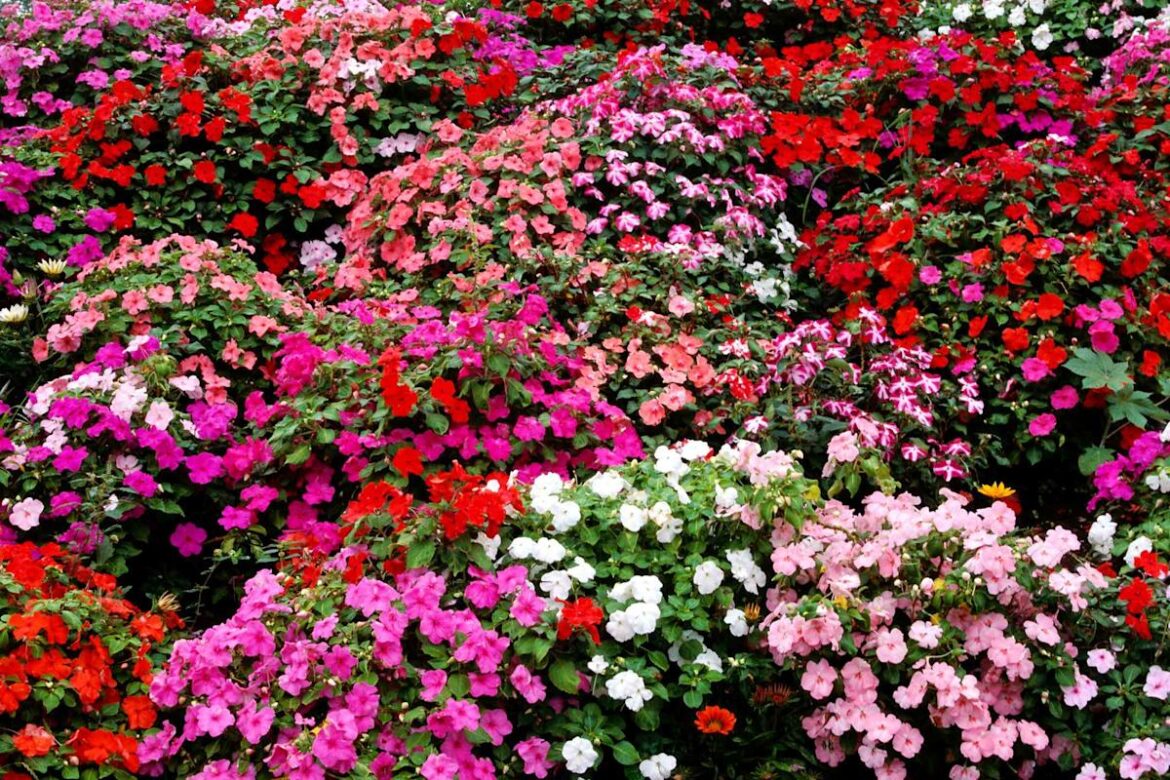 Bare Garden Spots? These 12 Plants Fill In Fast and Deliver Full Coverage by Early Summer Bare Garden Spots? These 12 Plants Fill In Fast and Deliver Full Coverage by Early Summer