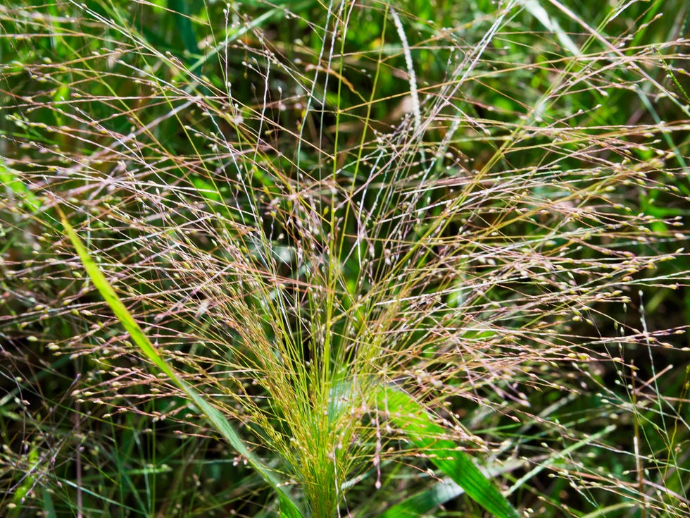 Panicum capillare 'Sparkling Fountain' - witch grass pebbles of serio river at the basella area: panicum capillare herb. urgnano. lombardy. italy. (photo by: bluered/reda/universal images group via getty images)