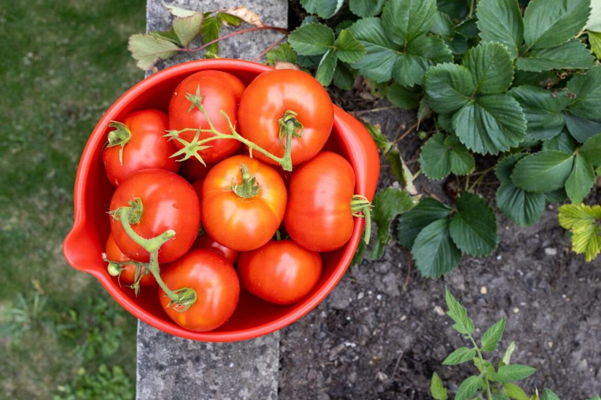 Gardening Experts Say These 8 Mistakes Can Ruin Your Tomato Harvest Gardening Experts Say These 8 Mistakes Can Ruin Your Tomato Harvest