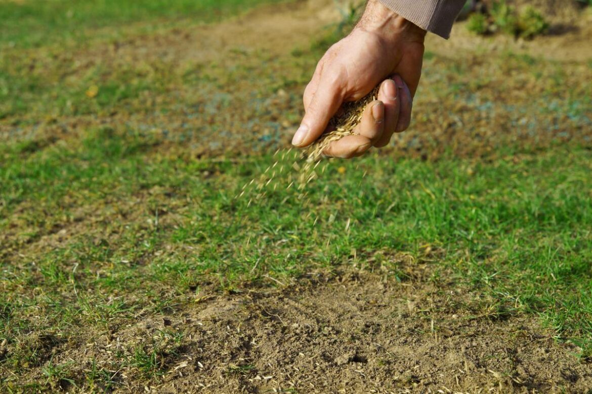 Garden expert shares £1 coin hack to create ideal conditions for grass seed Garden expert shares £1 coin hack to create ideal conditions for grass seed