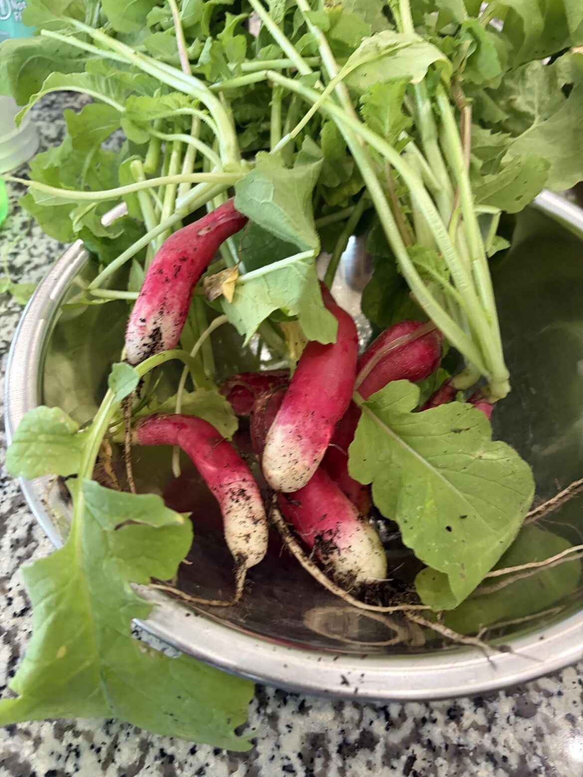 Fresh Harvest