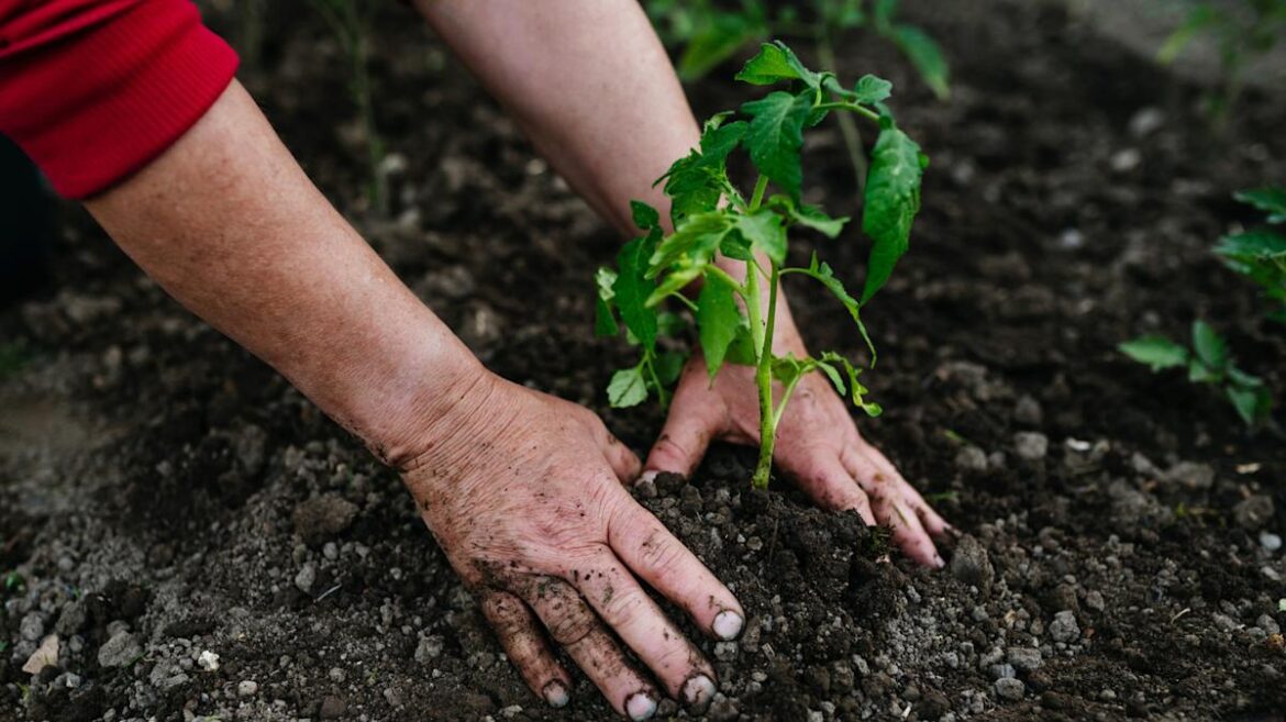 The Savvy Way To Protect Seedlings In The Garden Using An Old Tin Can The Savvy Way To Protect Seedlings In The Garden Using An Old Tin Can