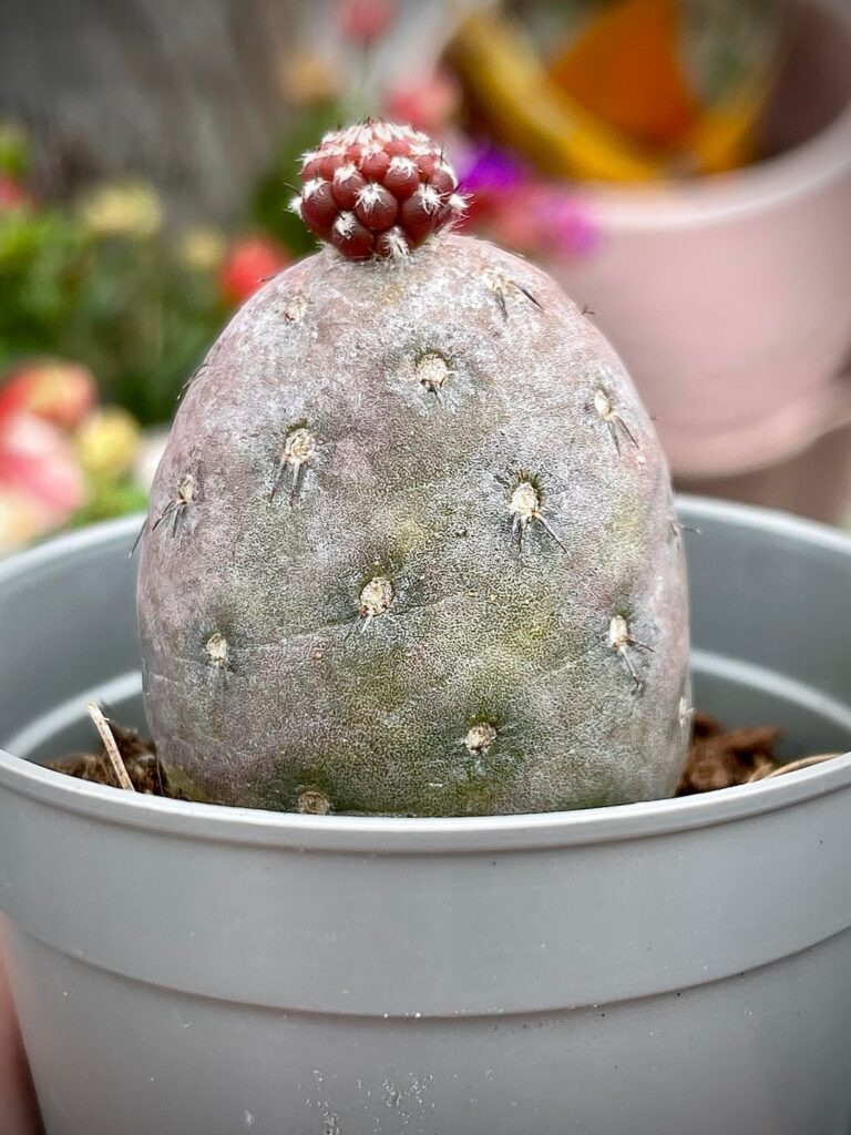 My tephro is producing its first pup!