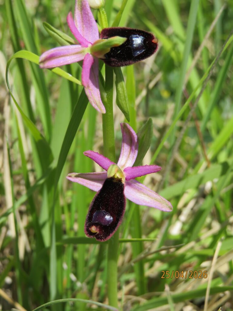 Ophrys bertolonii, Italy, 25/05/2026