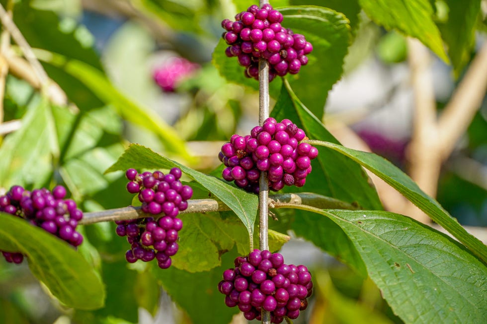 Close-up of berries growing on tree,Louisiana,United States,USA