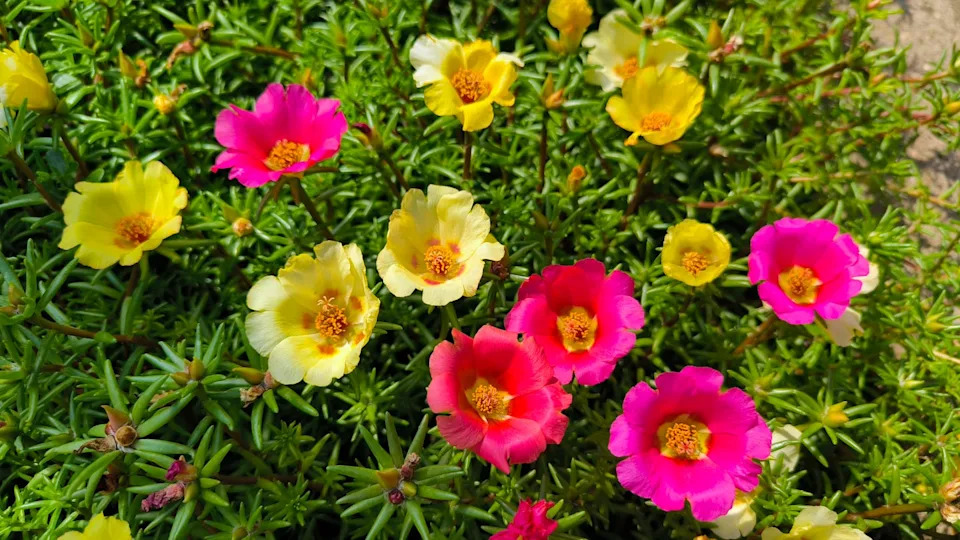colorful blooming portulaca flowers, moss rose, in the garden