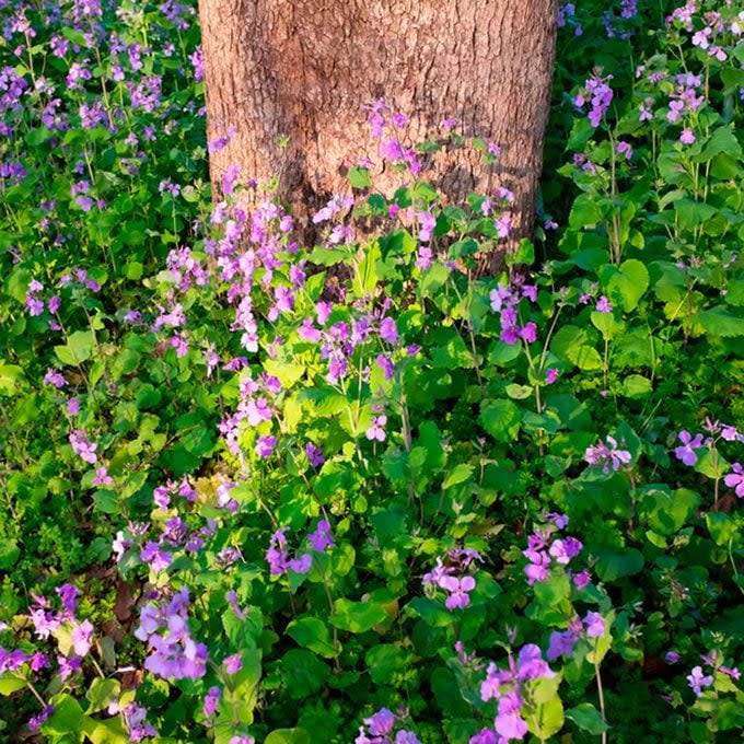 A tree stands amidst a vibrant patch of purple flowers and green leaves, illuminated by sunlight in a serene natural setting.