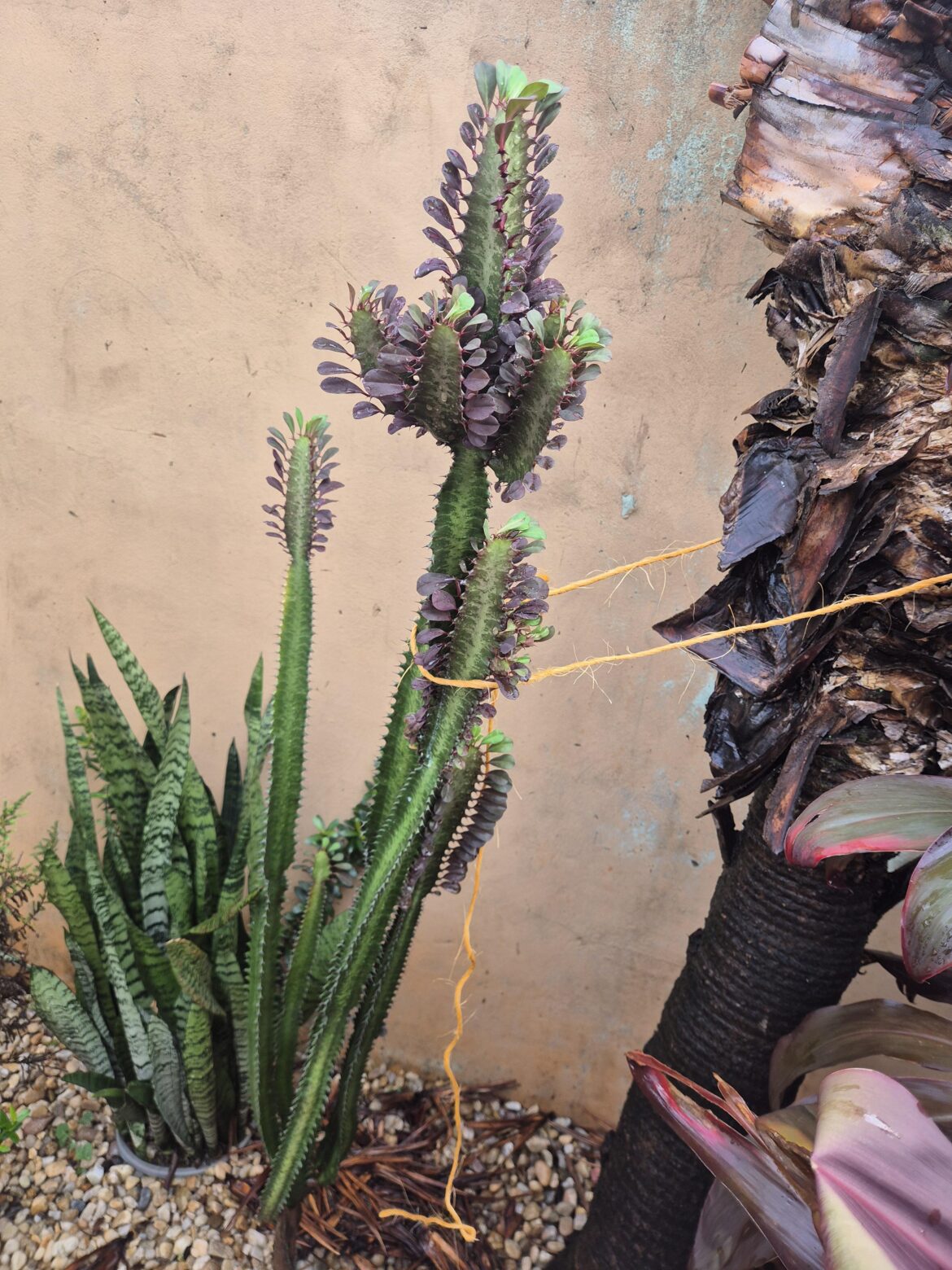 Fella got so heavy during rain it fell