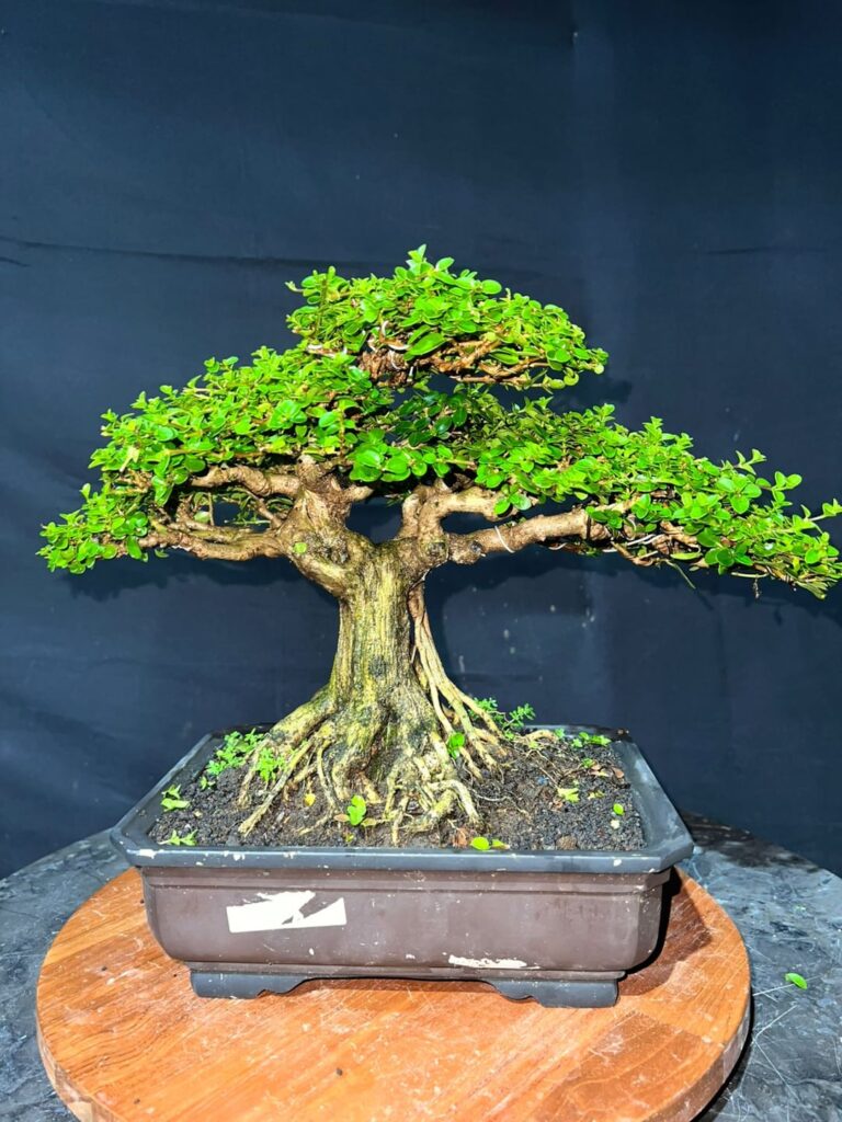 Receiving a replacement tree for a damaged purchase. Which one should I go with? Receiving a replacement tree for a damaged purchase. Which one should I go with?