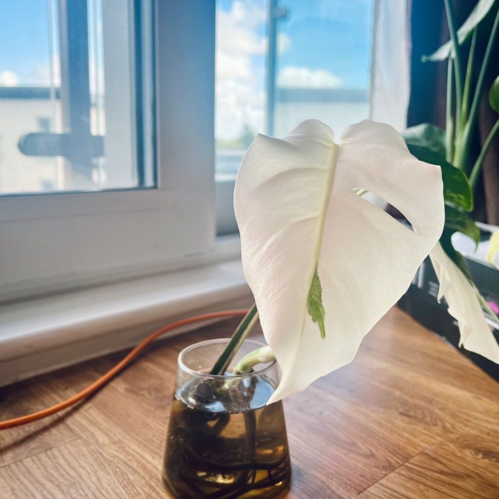 Repot and Monstera Advice