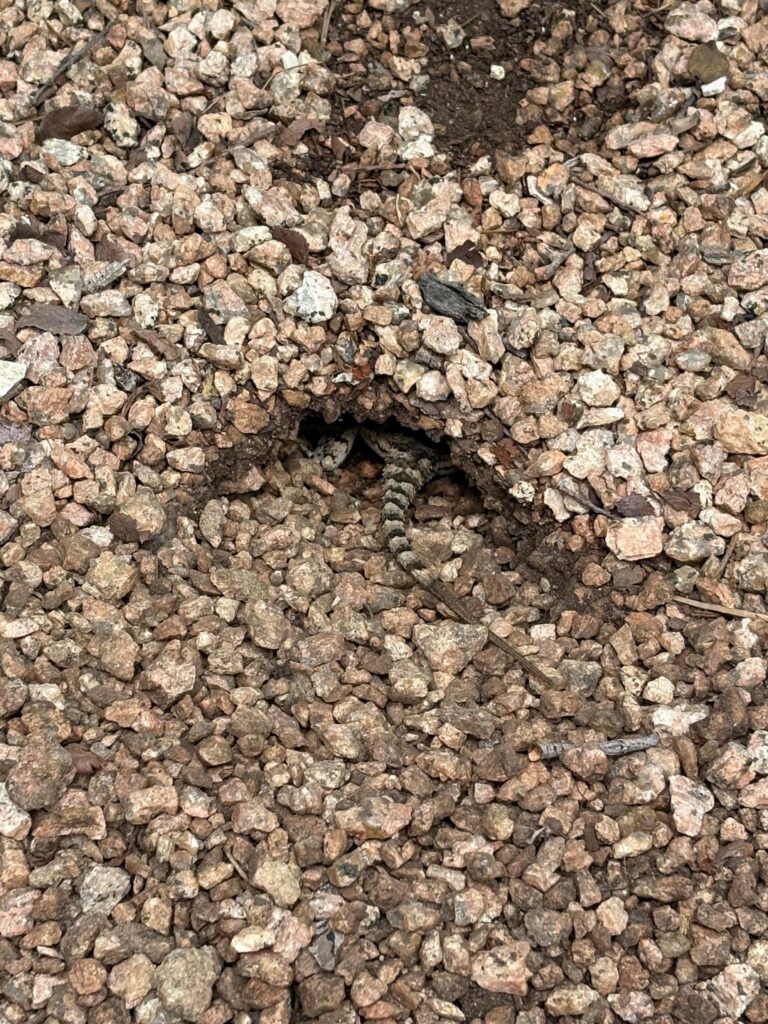 It’s Texas Spiny Lizard Egg-Laying Season!