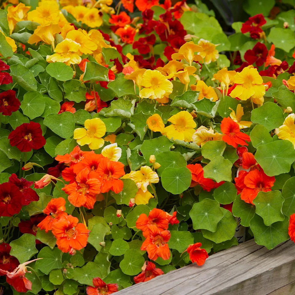 Supernova Mixed Colors Nasturtium Seeds