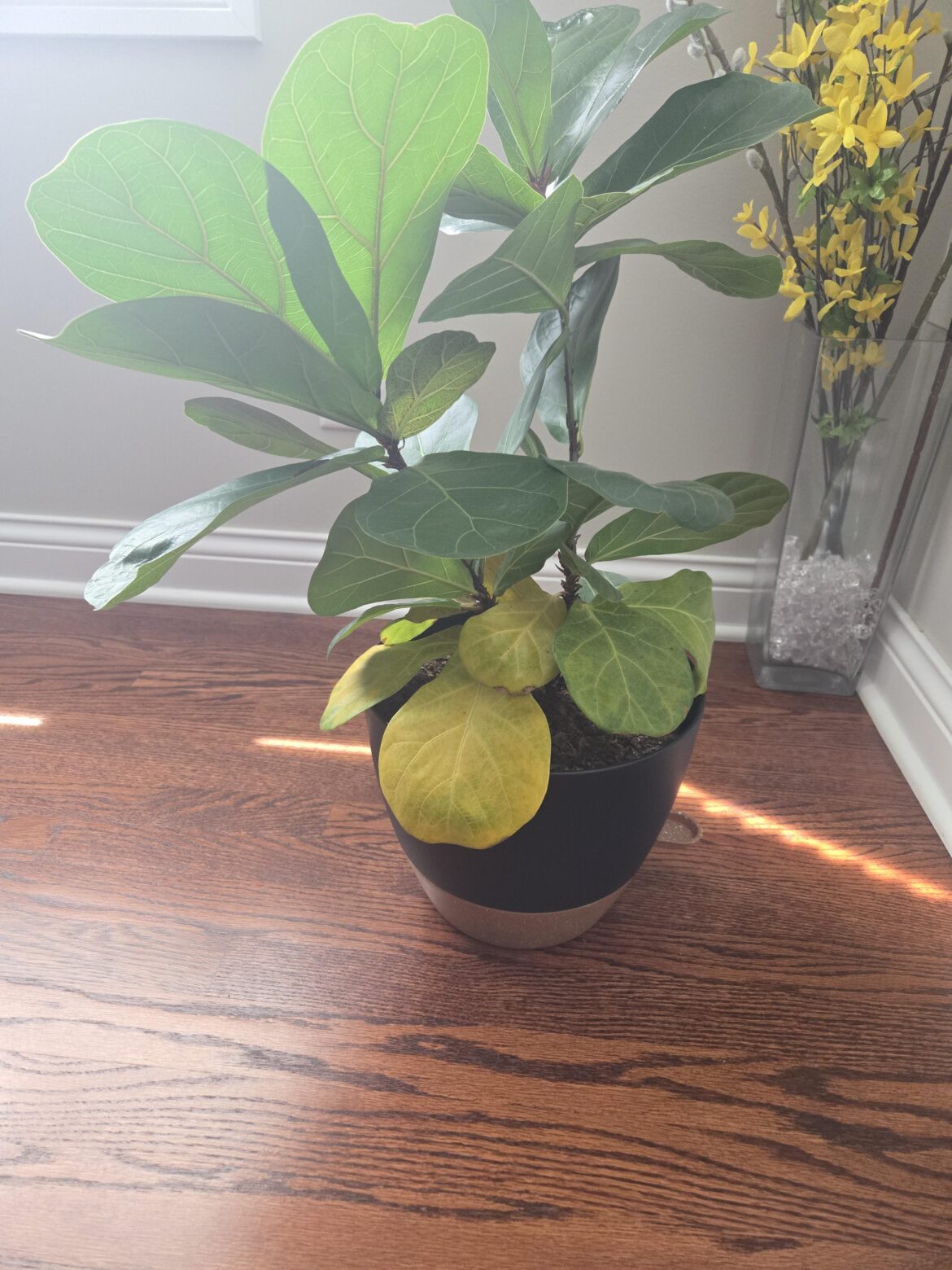 Yellow leaves at bottom fall off Yellow leaves at bottom fall off