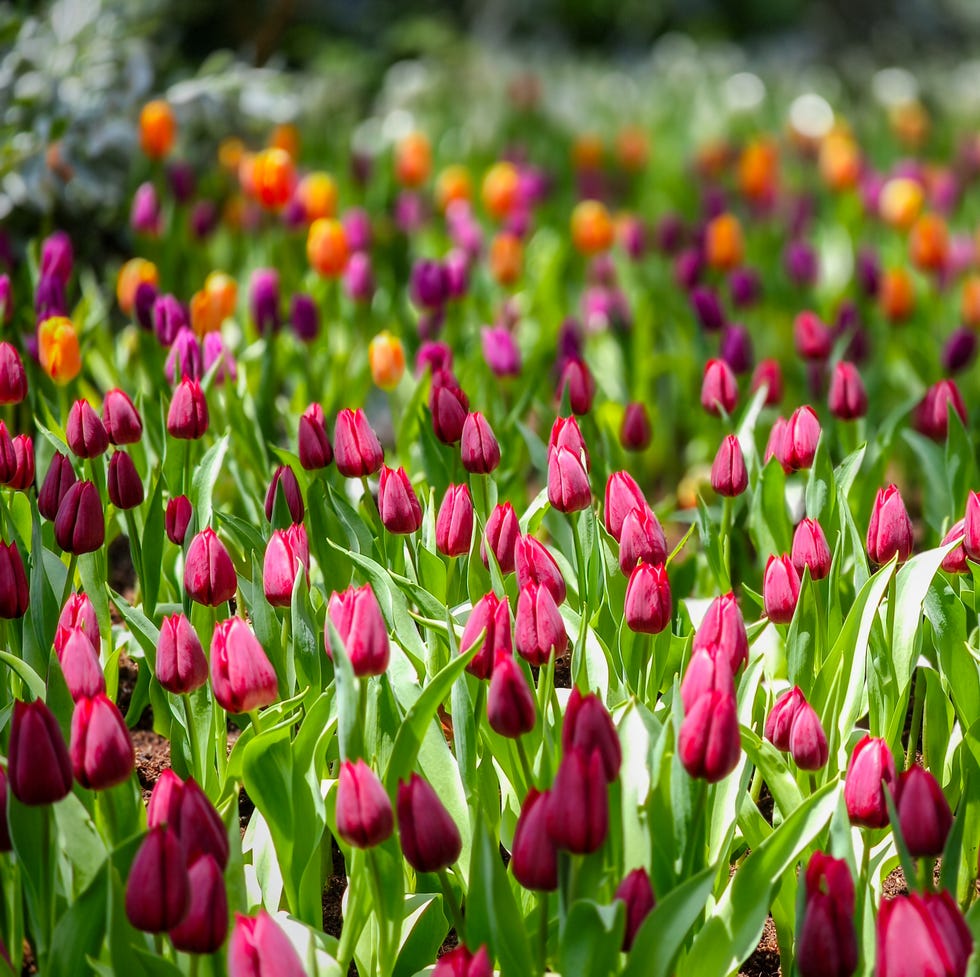 vibrant spring tulip field with deep red buds