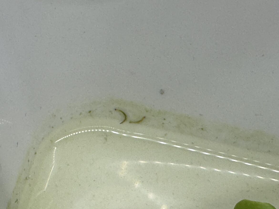 Tiny worms in the seedling tray?