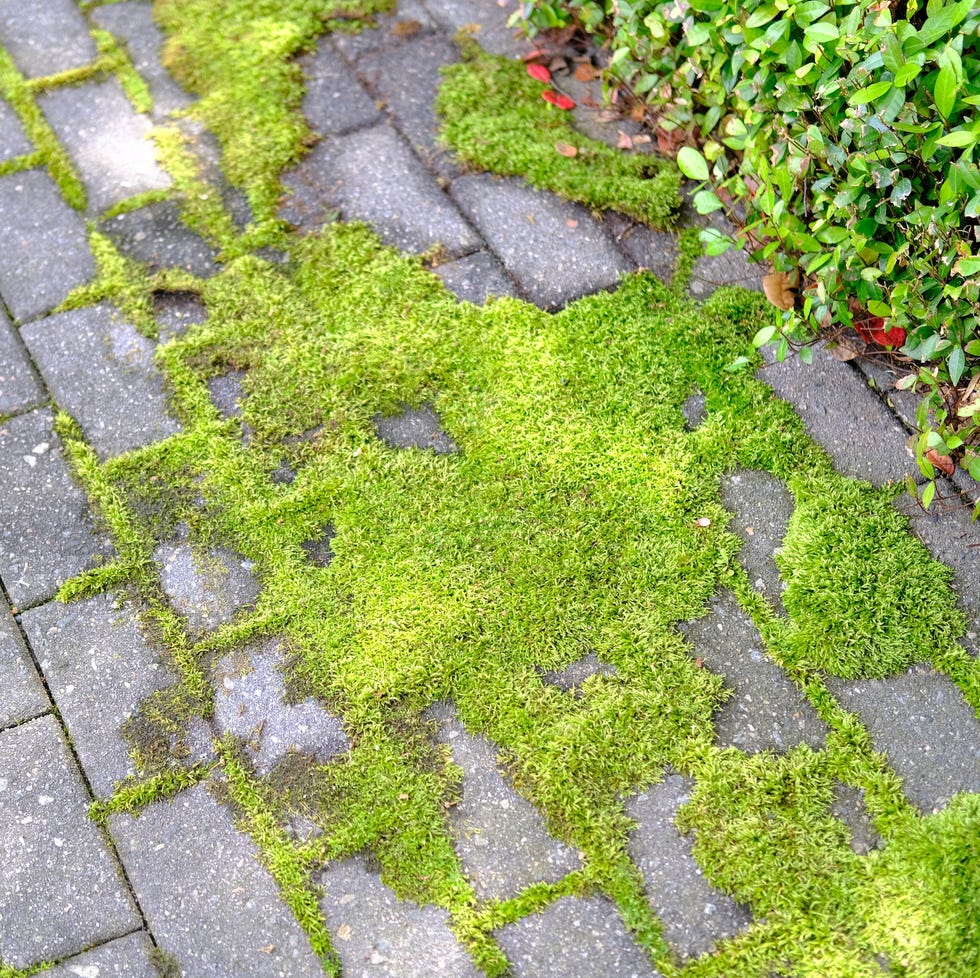 moss growing on sidewalk moss growing on sidewalk