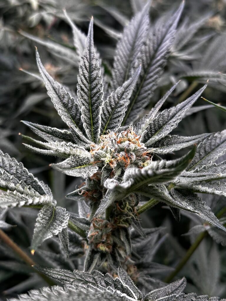 O- Face, Poppin fresh Week 5