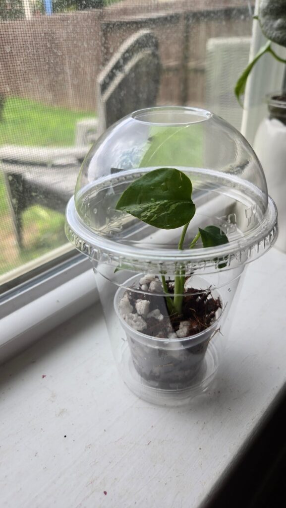 Fingers crossed 🤞🏼 🌿