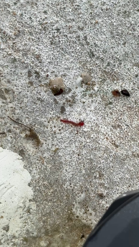 I know it’s not a plant, but I was changing the water in my fountain and saw this guy