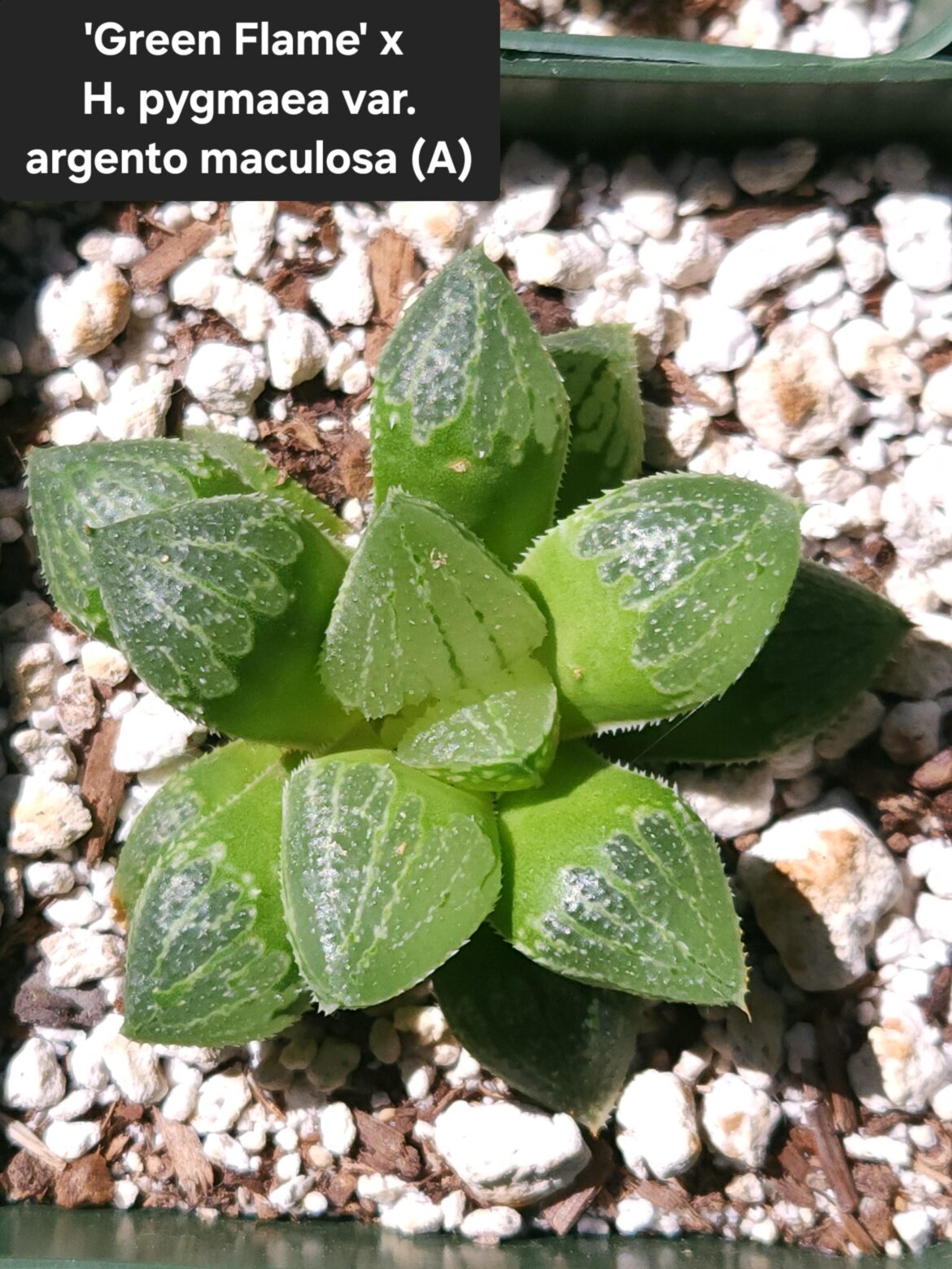 Haworthia seedlings for sale – Bay Area CA Haworthia seedlings for sale - Bay Area CA