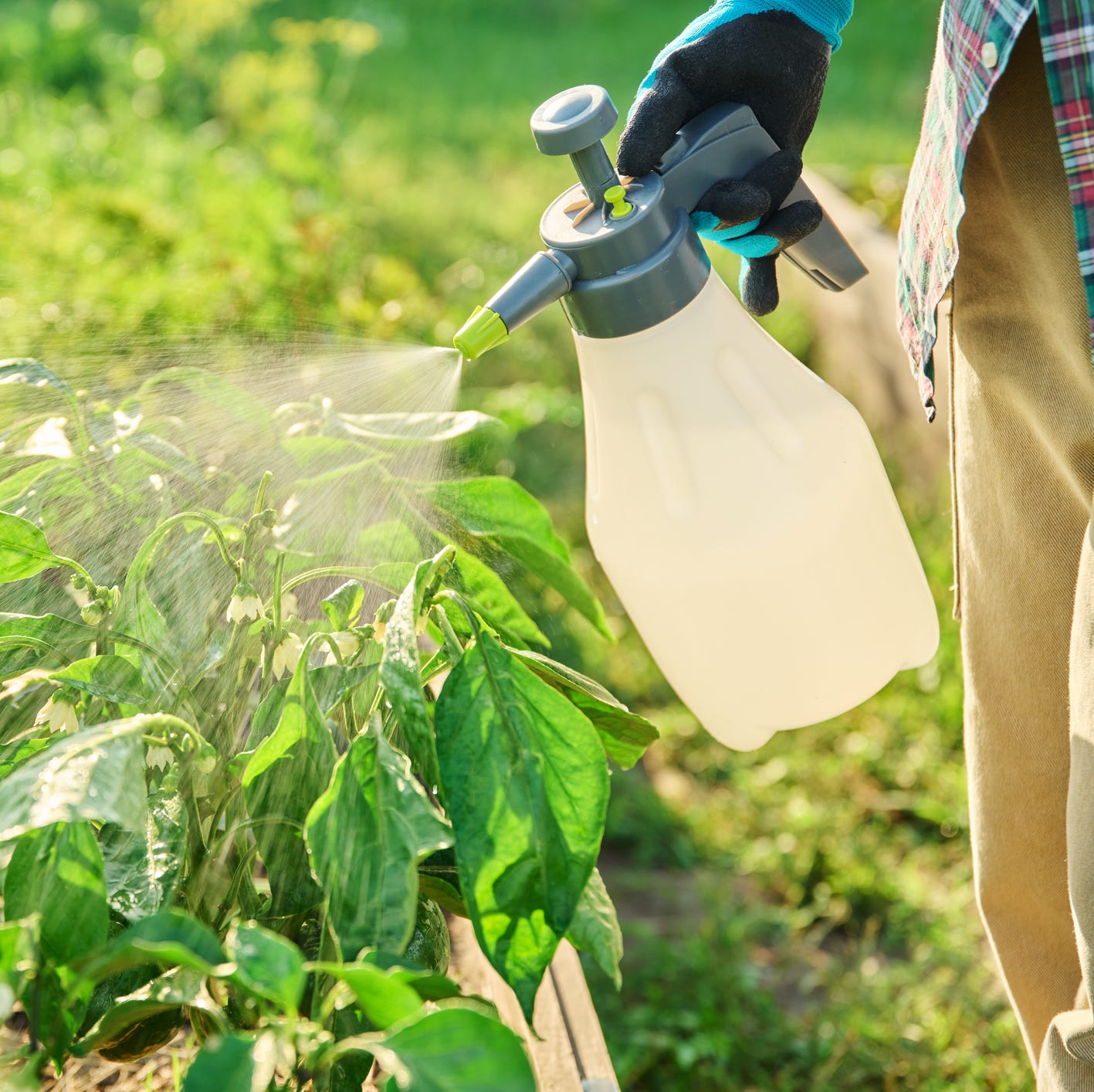 close up gardener holding a sprayer container and spraying green plants in raised garden beds