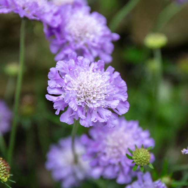 Close-up of Scabious, butterfly blue in bloom is it okay to pick someone elses flowers- Close-up of Scabious, butterfly blue in bloom