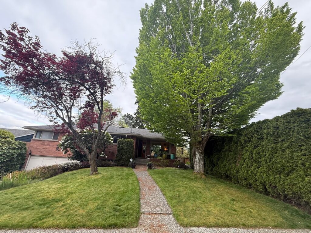Need advice on pruning arbor vitae and hornbeam.