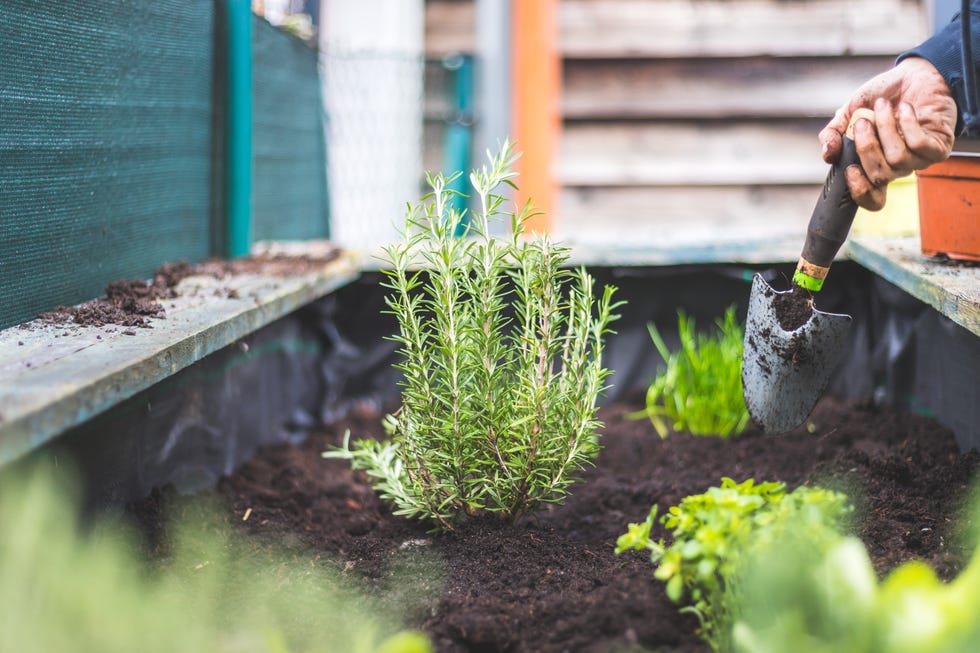 Urban gardening: Woman is planting fresh vegetables and herbs on fruitful soil in the own garden, raised bed. Rosemary Urban gardening: Woman is planting fresh vegetables and herbs on fruitful soil in the own garden, raised bed. Rosemary
