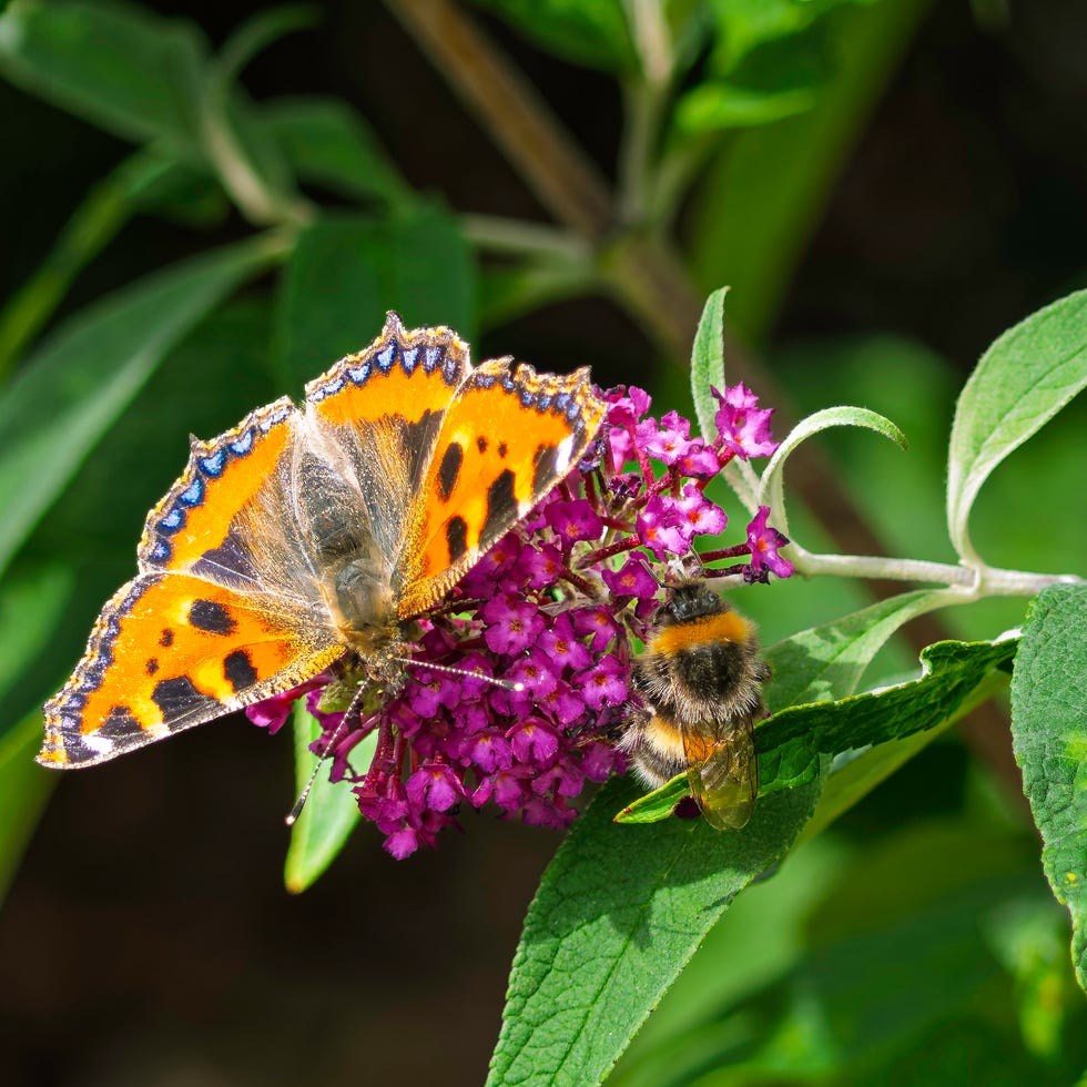 Butterfly and bee in garden butterfly and bee feeding on a purple flower