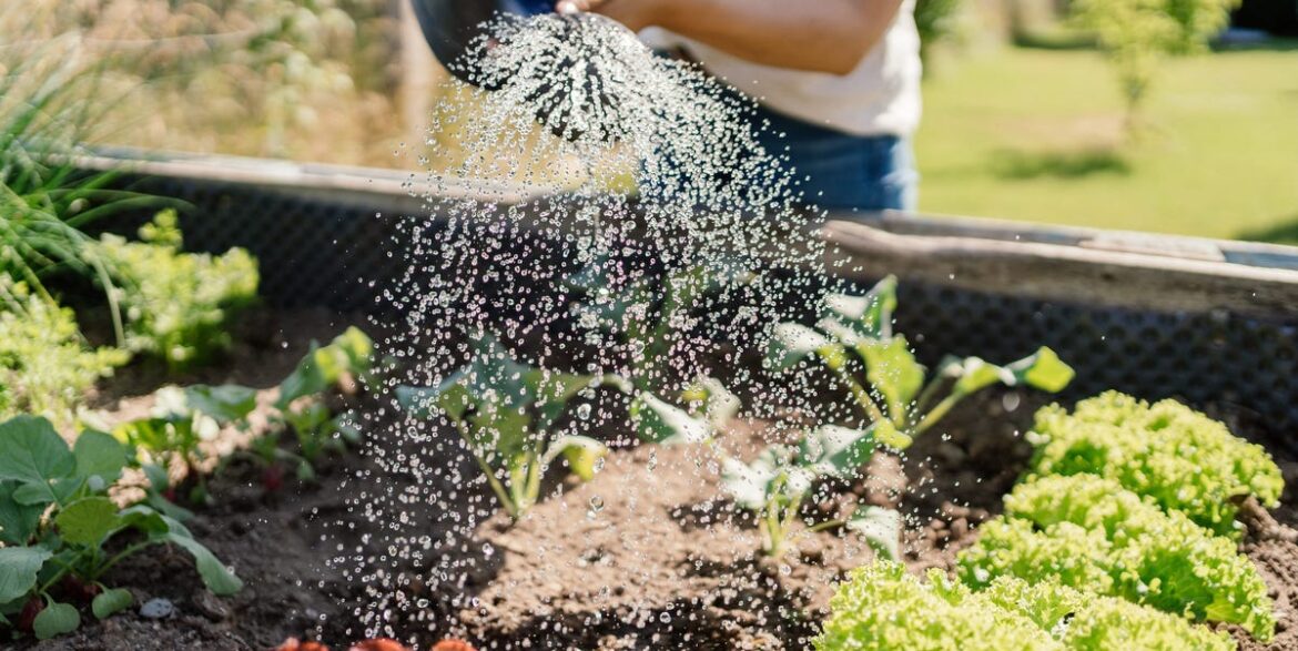 The Best Way To Grow Vegetables In Your Garden